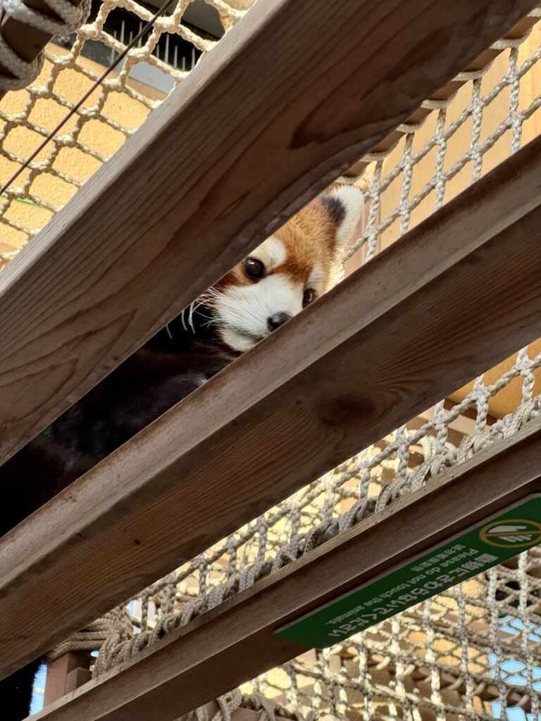 橫濱八景島海景樂園－小熊貓